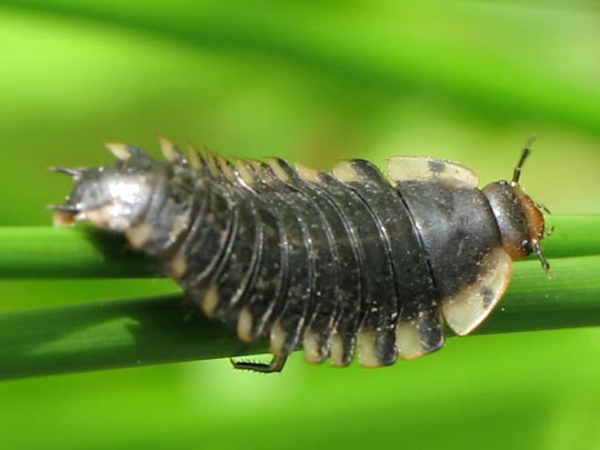 Oiceoptoma thoracica, Rothalsige Silphe