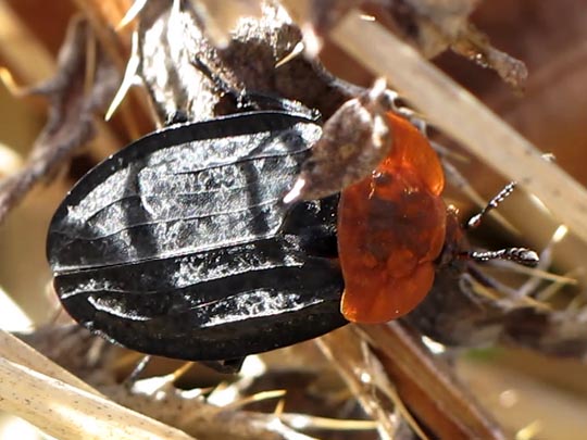 Oiceoptoma thoracica, Rothalsige Silphe