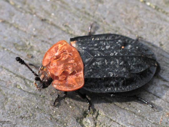 Oiceoptoma thoracica, Rothalsige Silphe