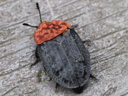 Oiceoptoma thoracica, Rothalsige Silphe