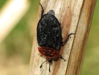 Oiceoptoma thoracica, Rothalsige Silphe