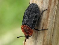 Oiceoptoma thoracica, Rothalsige Silphe