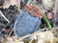 Oiceoptoma thoracica, Rothalsige Silphe