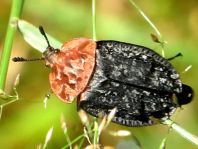 Oiceoptoma thoracica, Rothalsige Silphe