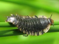Oiceoptoma thoracica, Rothalsige Silphe