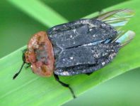 Oiceoptoma thoracica, Rothalsige Silphe