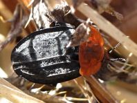Oiceoptoma thoracica, Rothalsige Silphe