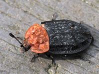 Oiceoptoma thoracica, Rothalsige Silphe