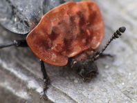 Oiceoptoma thoracica, Rothalsige Silphe
