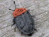 Oiceoptoma thoracica, Rothalsige Silphe