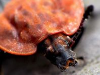 Oiceoptoma thoracica, Rothalsige Silphe