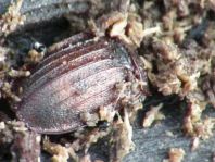 Phosphuga atrata, Schwarze Schneckenjäger