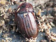 Phosphuga atrata, Schwarze Schneckenjäger