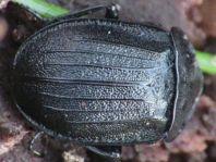 Phosphuga atrata, Schwarze Schneckenjäger