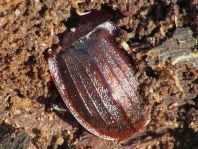 Phosphuga atrata, Schwarze Schneckenjäger