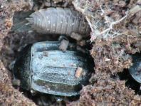 Phosphuga atrata, Schwarze Schneckenjäger