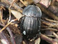 Phosphuga atrata, Schwarze Schneckenjäger