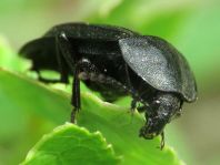 Phosphuga atrata, Schwarze Schneckenjäger