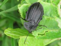 Phosphuga atrata, Schwarze Schneckenjäger