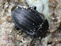 Phosphuga atrata, Schwarze Schneckenjäger