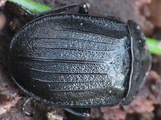 Phosphuga atrata, Schwarze Schneckenjäger