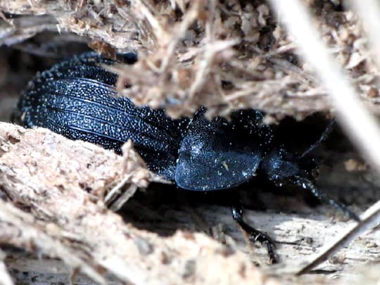 Phosphuga atrata, Schwarze Schneckenjäger