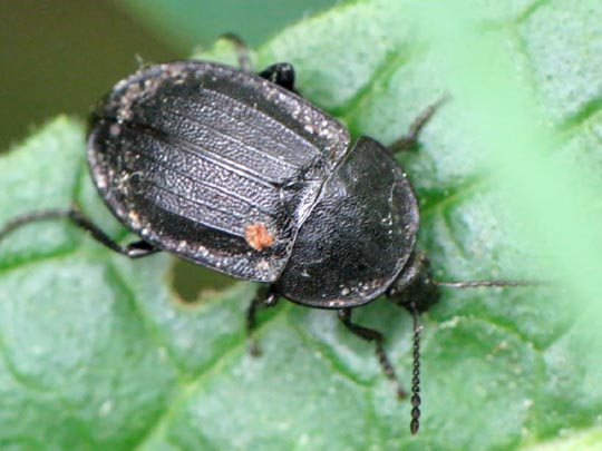 Phosphuga atrata, Schwarze Schneckenjäger