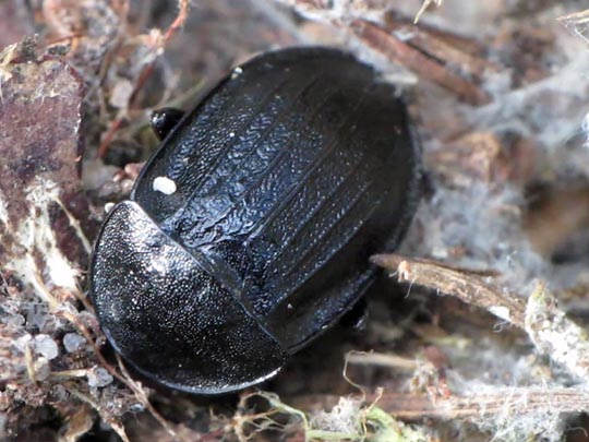 Phosphuga atrata, Schwarze Schneckenjäger