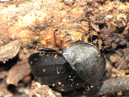 Phosphuga atrata, Schwarze Schneckenjäger