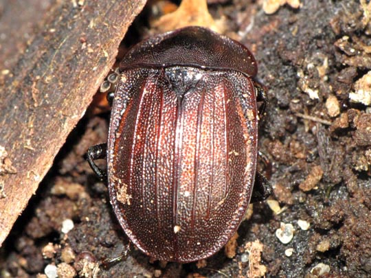 Phosphuga atrata, Schwarze Schneckenjäger