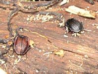 Phosphuga atrata, Schwarze Schneckenjäger