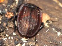 Phosphuga atrata, Schwarze Schneckenjäger