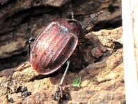 Phosphuga atrata, Schwarze Schneckenjäger