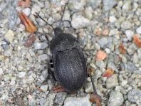 Phosphuga atrata, Schwarze Schneckenjäger