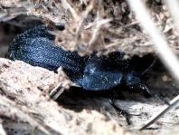 Phosphuga atrata, Schwarze Schneckenjäger