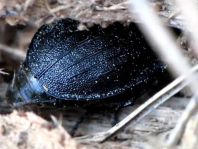 Phosphuga atrata, Schwarze Schneckenjäger