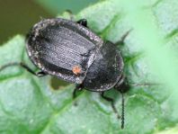 Phosphuga atrata, Schwarze Schneckenjäger