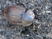 Phosphuga atrata, Schwarze Schneckenjäger