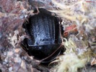 Phosphuga atrata, Schwarze Schneckenjäger