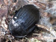 Phosphuga atrata, Schwarze Schneckenjäger