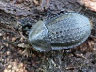 Phosphuga atrata, Schwarze Schneckenjäger