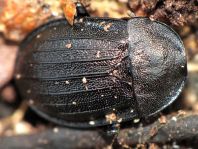 Phosphuga atrata, Schwarze Schneckenjäger