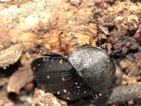 Phosphuga atrata, Schwarze Schneckenjäger