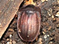Phosphuga atrata, Schwarze Schneckenjäger