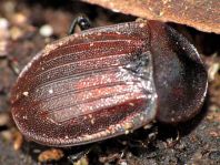 Phosphuga atrata, Schwarze Schneckenjäger