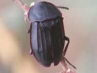 Silpha tristis