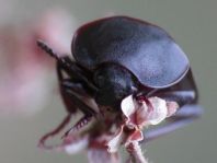 Silpha tristis