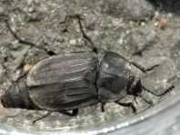 Silpha tristis