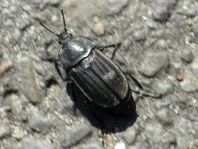 Silpha tristis