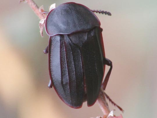 Silpha tristis